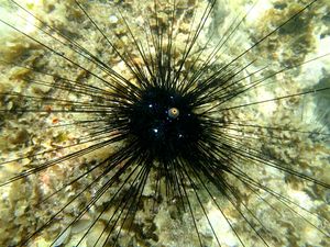 Sea urchin - Wikipedia