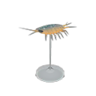 wharf roach model