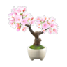 cherry-blossom bonsai