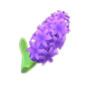 purple hyacinths