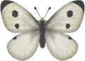 Common Butterfly NH.png
