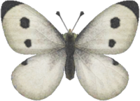 Emperor Butterfly, Animal Crossing: New Leaf Wiki