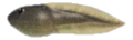 Tadpole NH.png