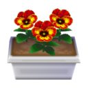 orange pansies