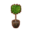 Weeping Fig PC Icon.png