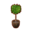 Weeping Fig PC Icon.png