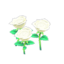 white-rose plant