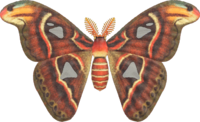 Artwork of Atlas Moth