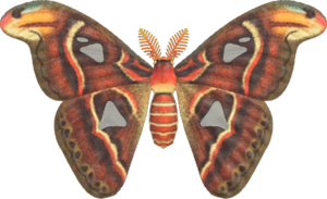 Atlas Moth NH.png