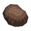 rare mushroom