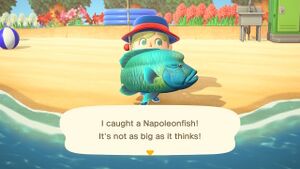 Caught Napoleonfish NH.jpg