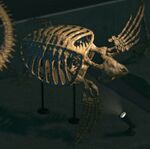 NH Archelon Museum.jpg