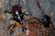 A fully-grown male dynastid beetle among two other insects on some bark.