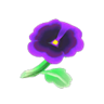 purple pansies