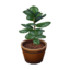 Rubber Tree NL Model.png