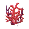 coral