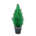 Cypress plant's Black variant