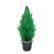 Cypress plant's Black variant