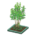 Evergreen Ash's Green variant