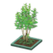 Evergreen Ash (Green) NH Icon.png