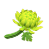 green mums