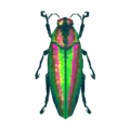 Jewel Beetle CF Model.png