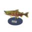 salmon model