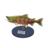 salmon model
