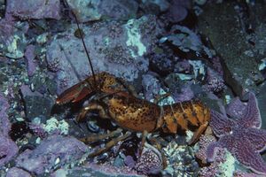 Lobster - Animal Crossing Wiki - Nookipedia