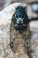 Robust Cicada Real.jpg