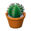 Round mini cactus