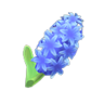 blue hyacinths