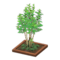 Evergreen Ash (Brown) NH Icon.png