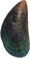 Mussel NH.png