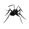 Giant ant