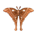 Oak Silk Moth NL Model.png