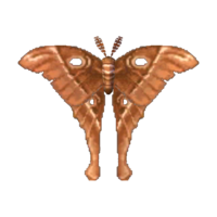 Artwork of Oak silk moth