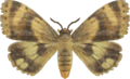 Moth NH.png