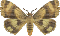 Artwork of Moth