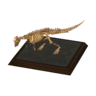 pachy model
