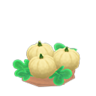 ripe white-pumpkin plant
