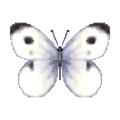 Common Butterfly NL Model.png