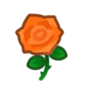 orange roses