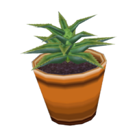 Aloe