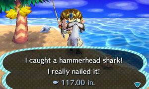 Caught Hammerhead Shark NL.jpg