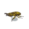 golden stag model