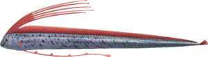 In-game image of oarfish