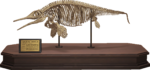OphthalmosaurusLit.png