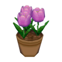 purple tulips