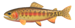 Golden Trout NH.png